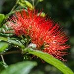 Combretum constrictum Flor