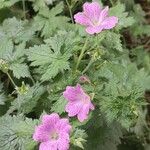 Geranium × oxonianum Cvet