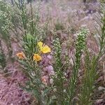 Oenothera parvifloraBlüte