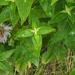 Monarda fistulosa Blatt