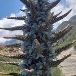 Puya castellanosiiBlomma