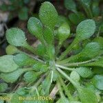 Sedum fragrans Habitus