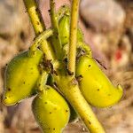 Martynia annua Fruit