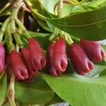 Syzygium aromaticum Fruto