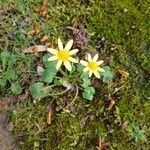 НерозпізнаноКвітка