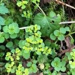 Chrysosplenium oppositifolium Blad