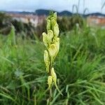 Linaria vulgaris Cvet