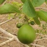 Strychnos spinosa Frucht