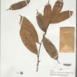 Naucleopsis oblongifolia