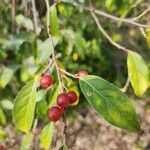 Elaeagnus umbellataFruit