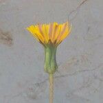 Sonchus bulbosus Kwiat
