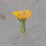 Sonchus bulbosus Fula