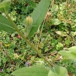 Rudbeckia hirta Blad