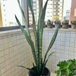 Dracaena hyacinthoides برگ