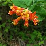 Lonicera ciliosa Flower