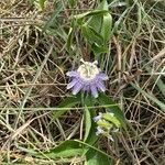 Passiflora incarnataफूल