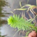 Myriophyllum aquaticum Liść