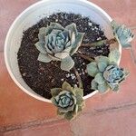 Echeveria lilacina Lapas