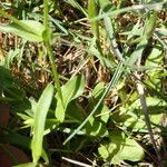 Sabatia campestris موطن