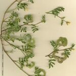 Hippocrepis multisiliquosa その他の提案