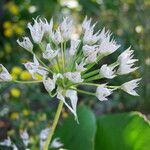 Allium unifolium Fleur