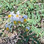 Solanum sisymbriifolium Květ