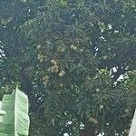 Mangifera indica Gyümölcs
