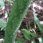 Amorphophallus paeoniifolius 树皮