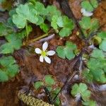 Ranunculus omiophyllus Flor