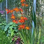 Crocosmia × crocosmiiflora عادت