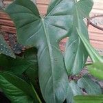 Philodendron bipennifolium 葉