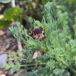 Platycapnos spicata 花