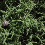 Mesembryanthemum nodiflorum Foglia