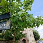 Paulownia tomentosaLiść