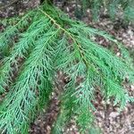 Thuja plicataLeaf