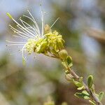 Maerua crassifolia Цвят