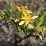 Trixis californica Flor