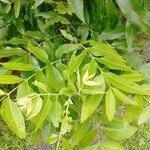 Carya illinoinensis Frunză