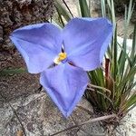 Patersonia sericea Цветок