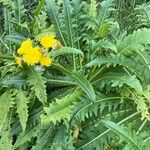 Sonchus congestus Frunză