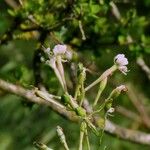 Silene italica Kora