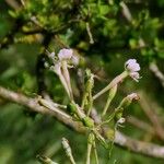 Silene italica Bark