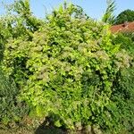 Clematis vitalbaHabit