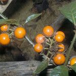 Solanum leucopogon Fruto