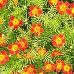 Tagetes tenuifolia Libunga