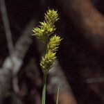Carex canescens Blomst