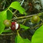 Protium heptaphyllum Fruit