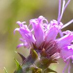 Liatris squarrosa Kukka