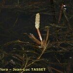 Potamogeton gramineus Hábito