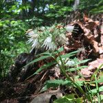 Hydrophyllum virginianum Flower